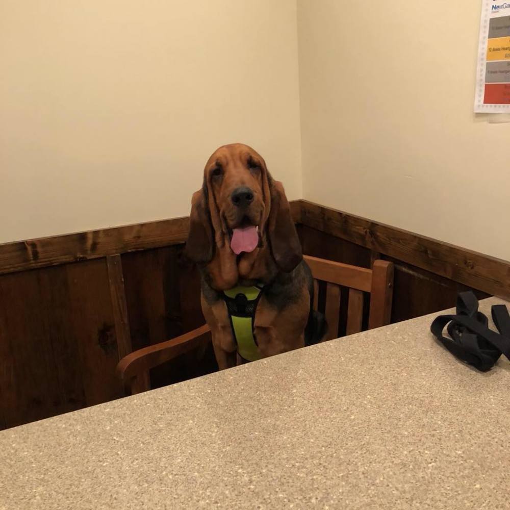 Meet your Posher, Chandra